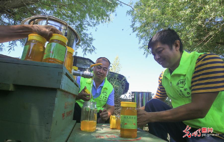【我们的新时代】养蜂业酿出甜蜜新生活