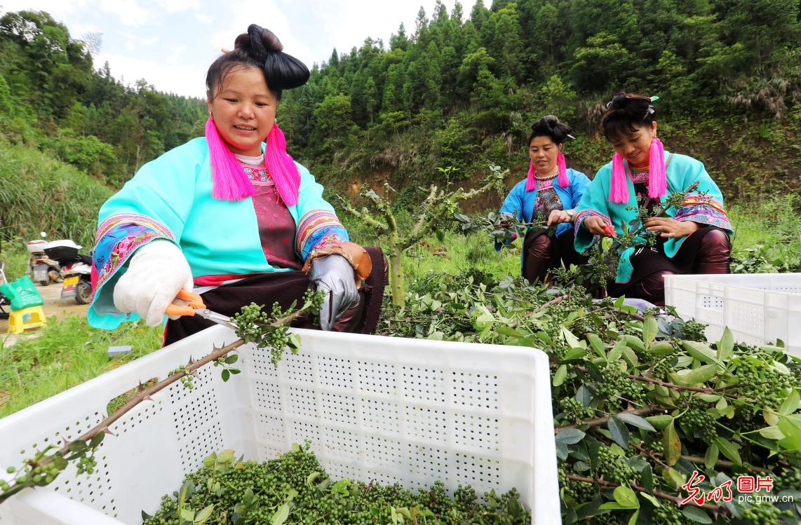 花椒丰收采摘忙