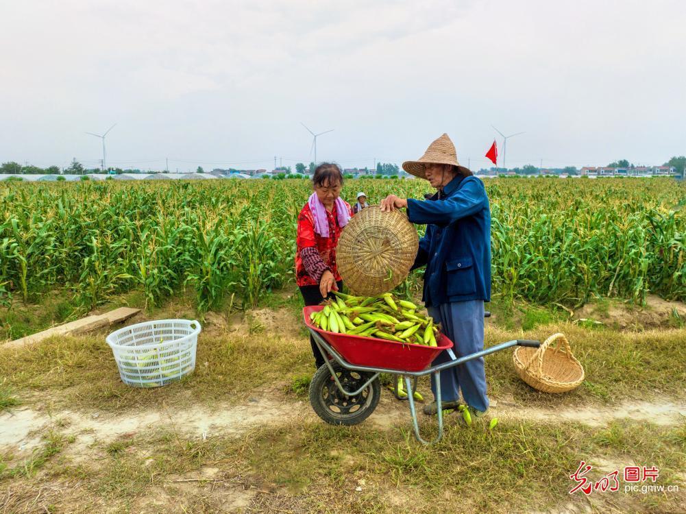 江苏淮安：特色玉米助农增收