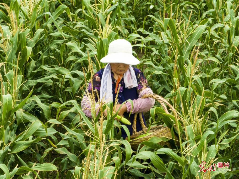 江苏淮安：特色玉米助农增收