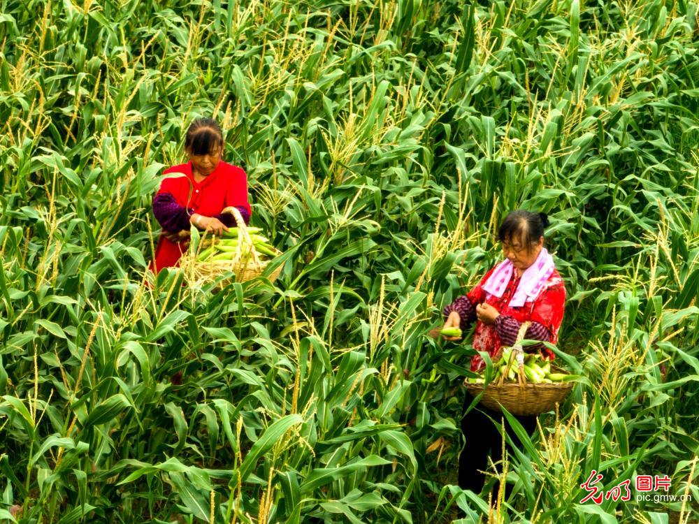 江苏淮安：特色玉米助农增收