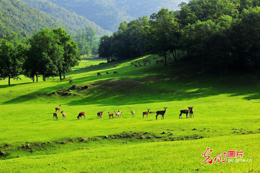 【绿水青山“瞰”中国】小兴安岭的绿色发展新画卷