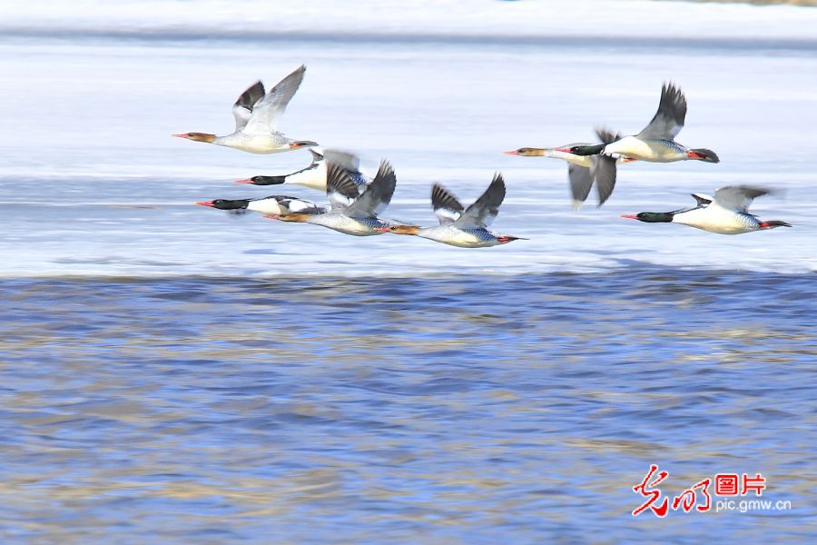 【绿水青山“瞰”中国】小兴安岭的绿色发展新画卷