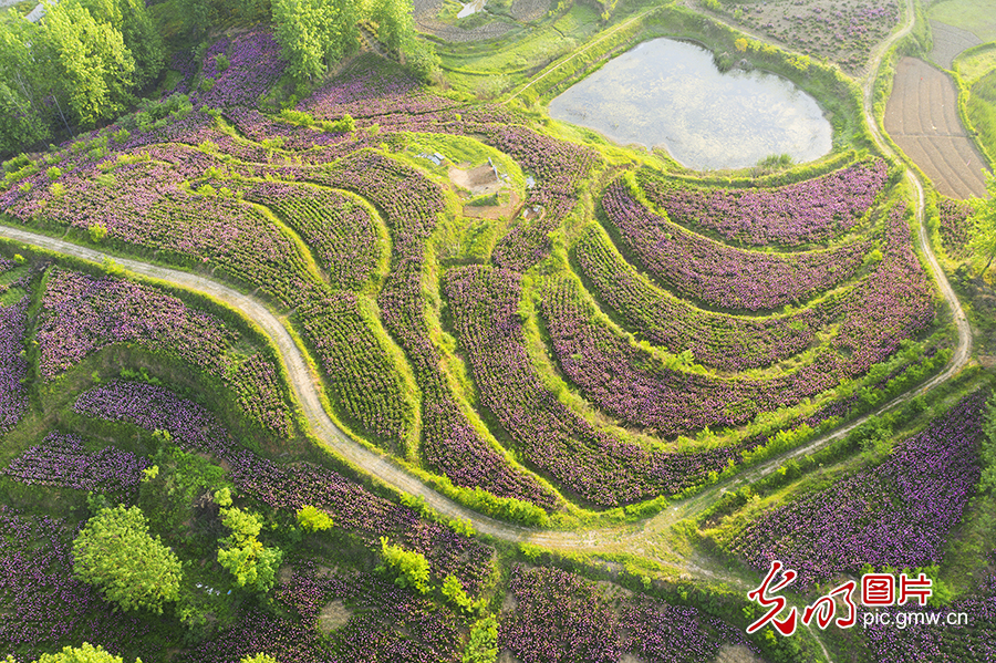 【绿水青山“瞰”中国】生态立县的“光山”实践