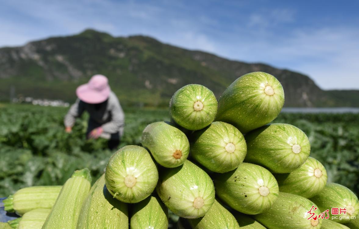 云南丽江：抢抓农时加强田间管理