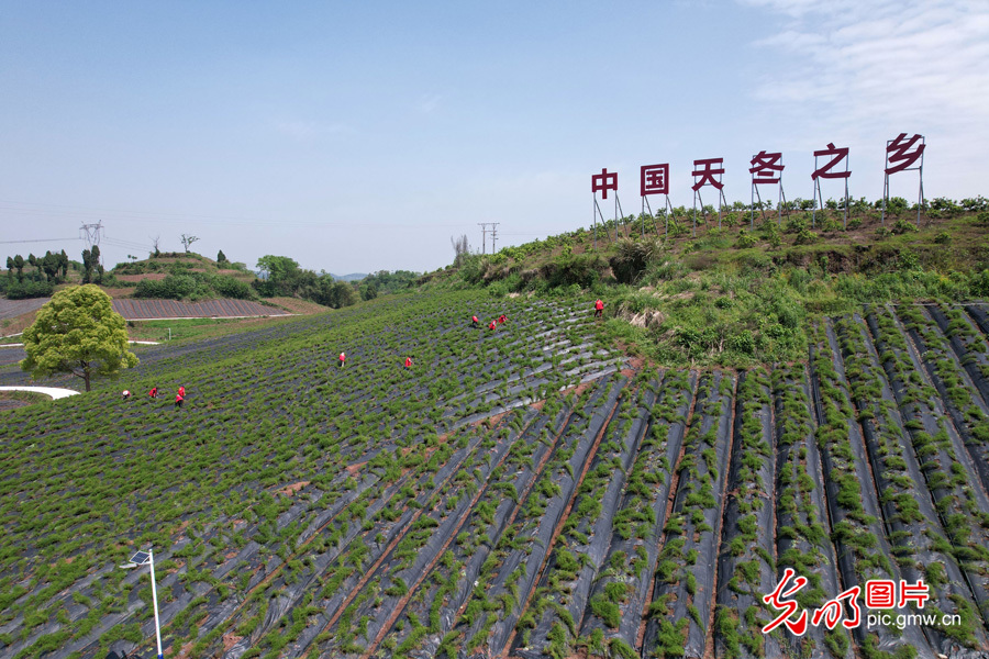 【我们的新时代】四川内江东兴：抢抓农时 中药管护忙