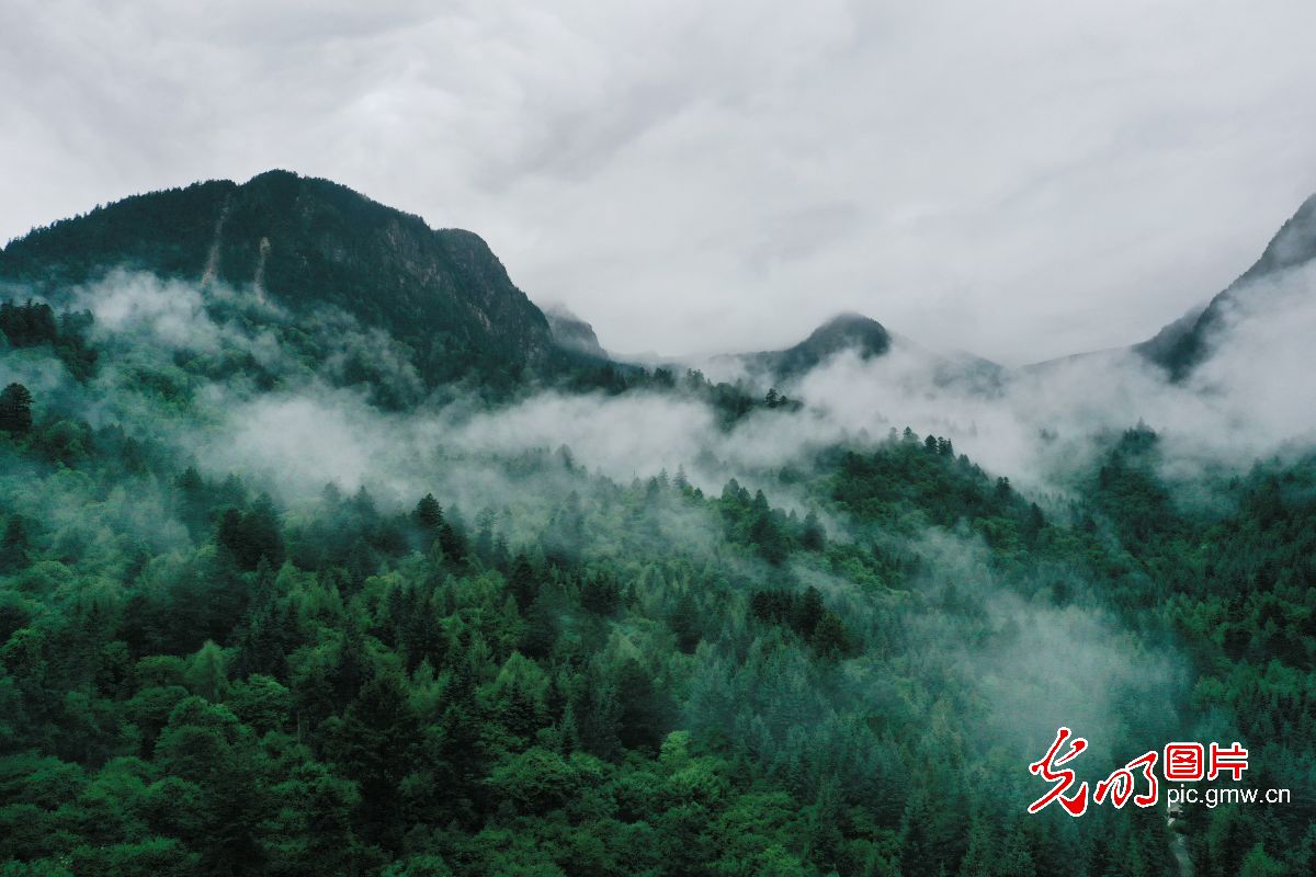 九寨森林“地球仓” 移动旅居新空间