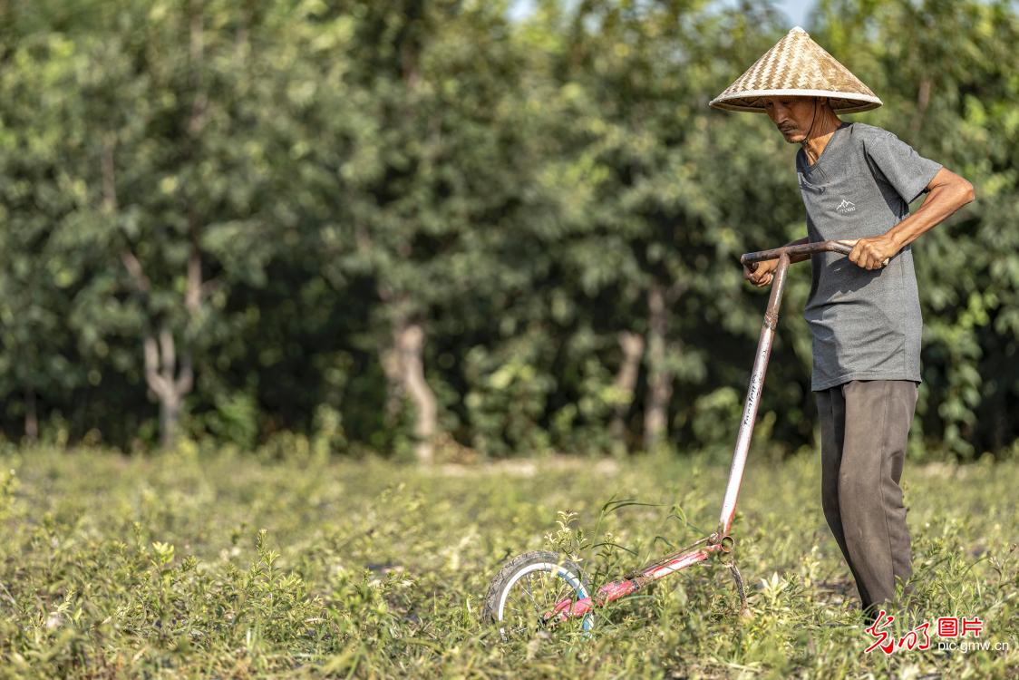河南三门峡：盛夏时节农事忙