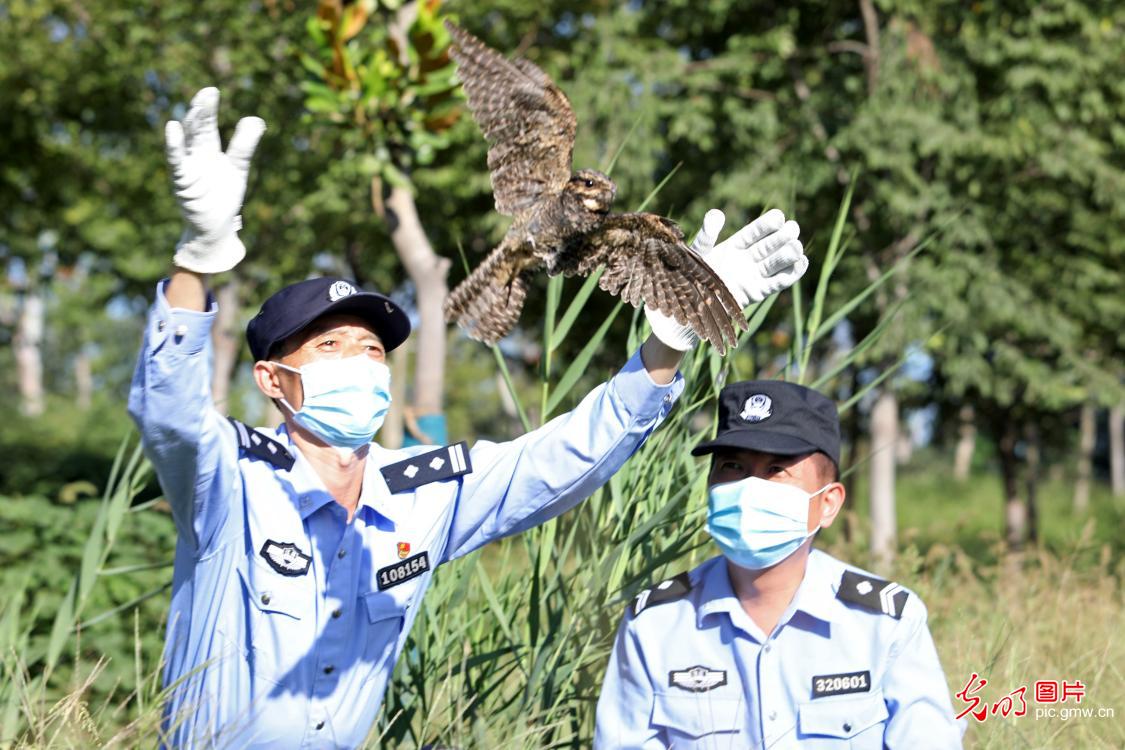 夜鹰被困 民警救助放生