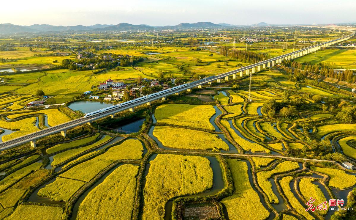 大地泛金波