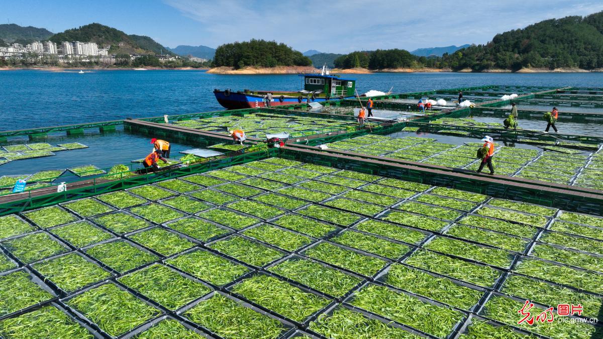 浙江淳安：生态浮岛忙种植