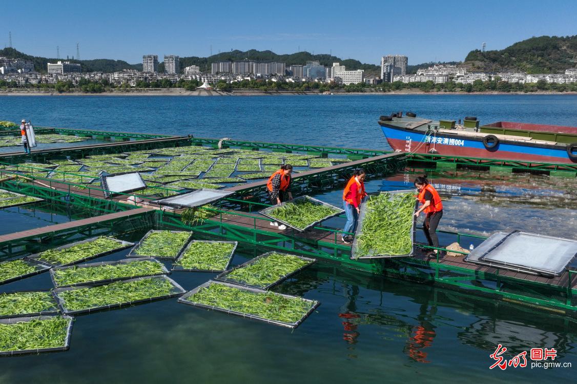 浙江淳安：生态浮岛忙种植