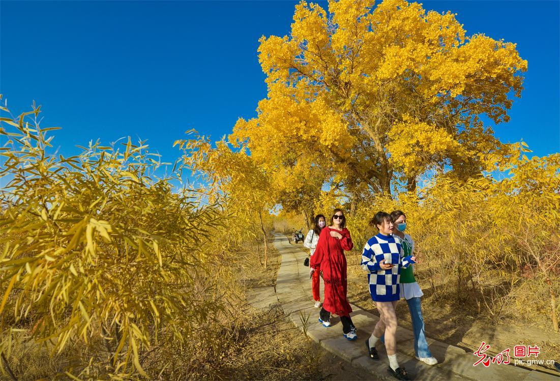甘肃敦煌：鸣沙山下胡杨醉游人