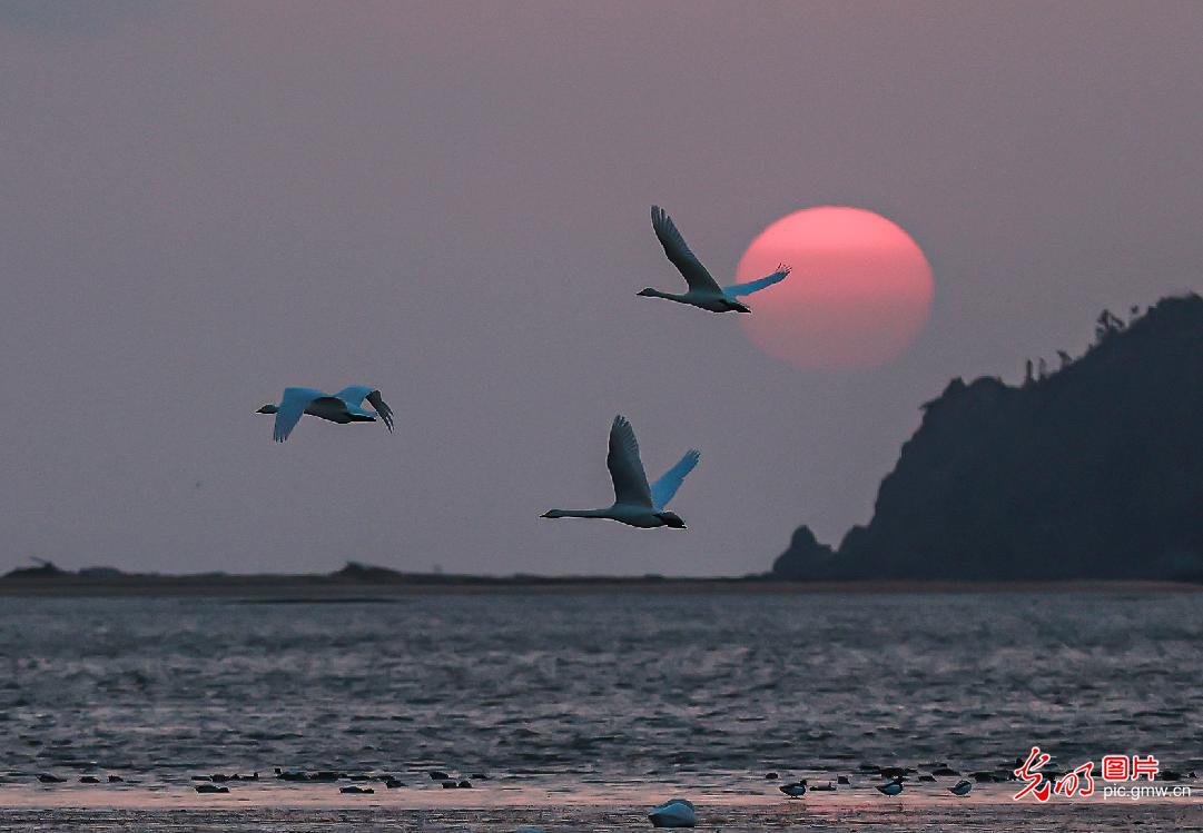 山东荣成：湿地天鹅舞