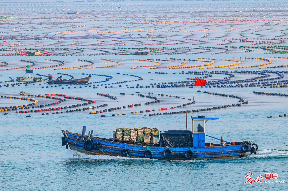 山东荣成：海洋牧场冬耕忙