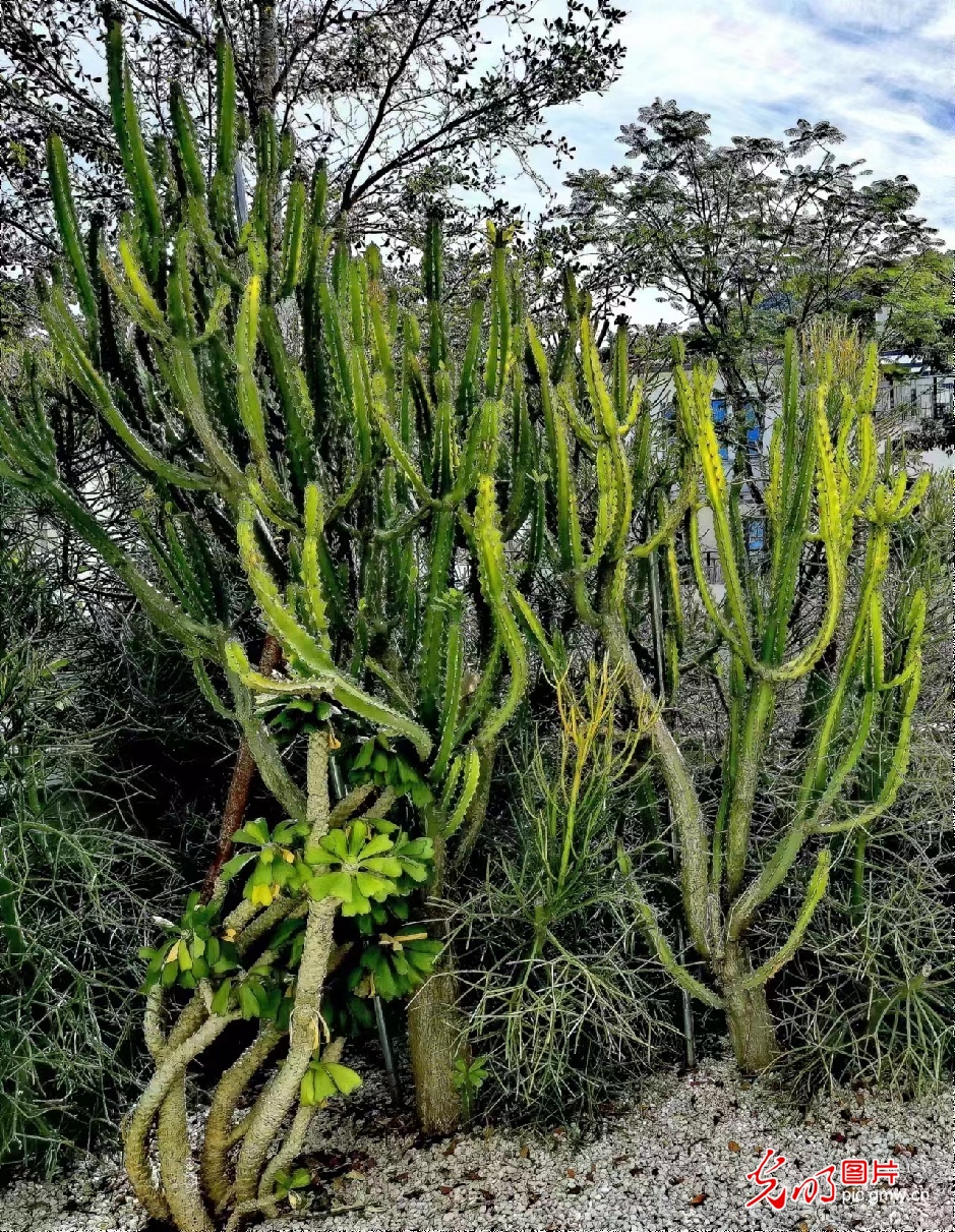 别样仙人掌