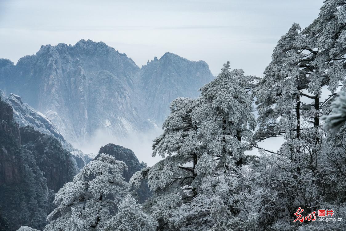 安徽黄山初春现雾凇美景