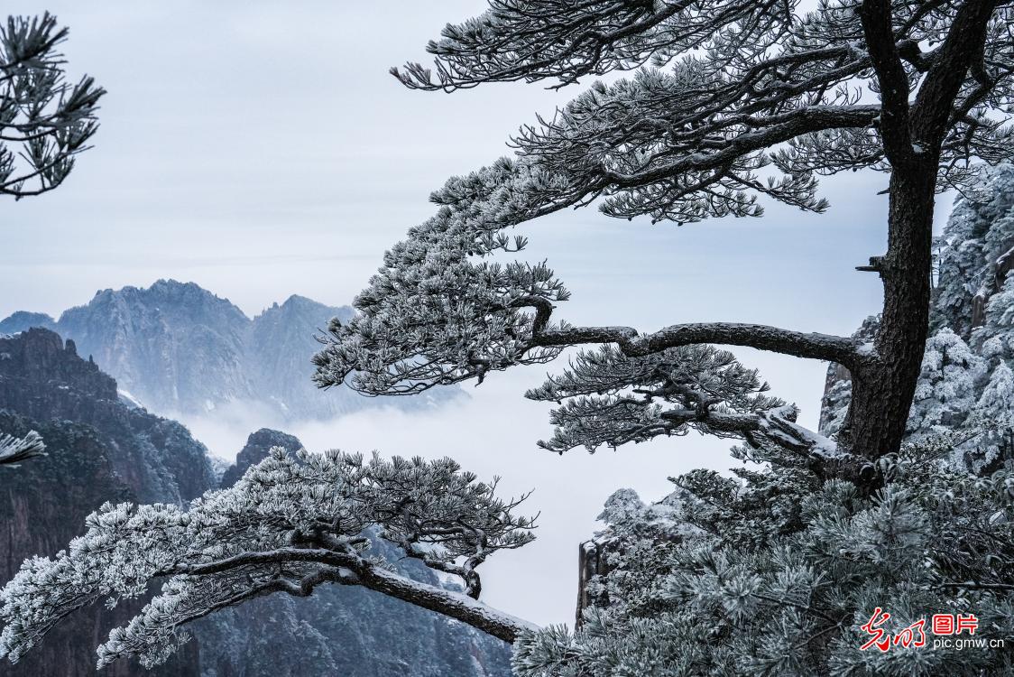 安徽黄山初春现雾凇美景