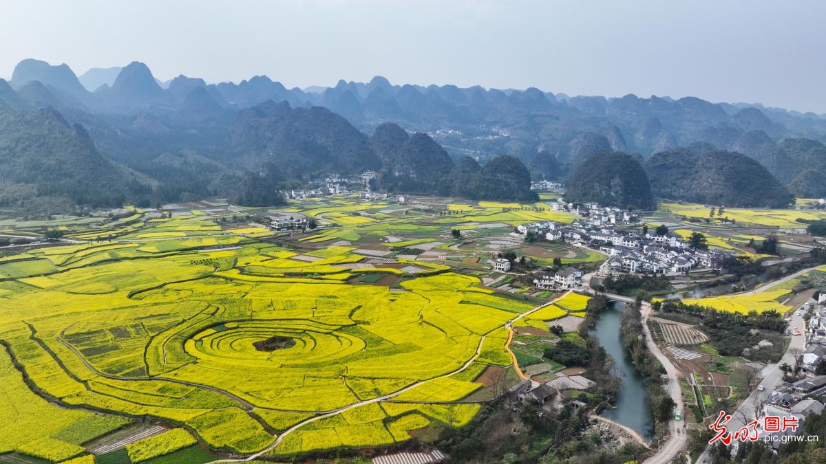 贵州兴义：油菜花海扮靓春日乡村