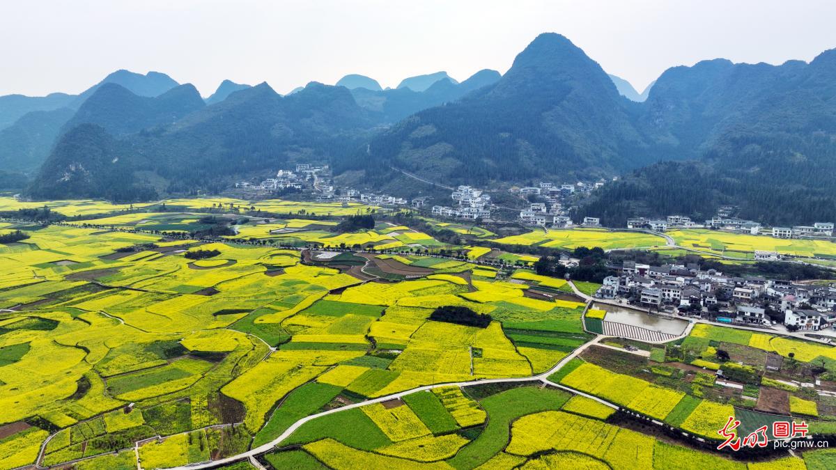 贵州兴义：油菜花海扮靓春日乡村