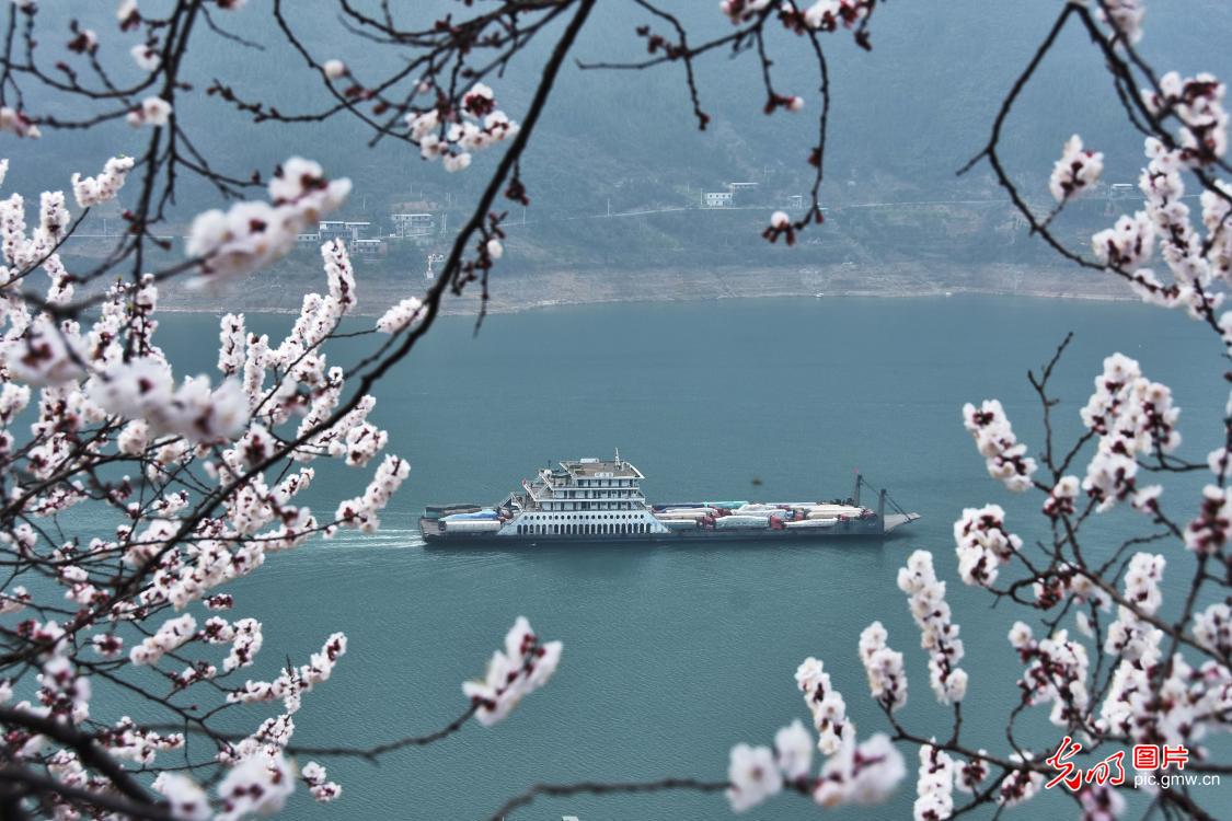 春暖花开 巫峡如画