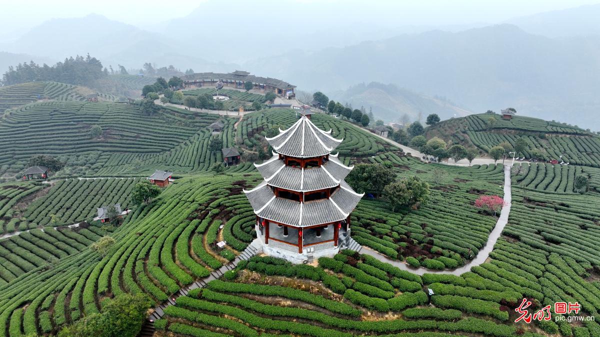 广西三江:茶乡春茶全面进入采摘期 广西三江:茶乡春茶全面进入采摘期