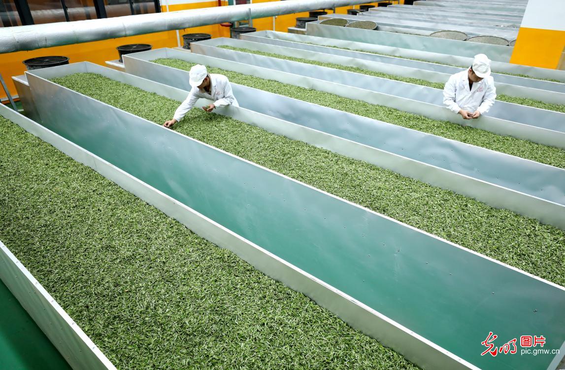 广西三江:茶乡春茶全面进入采摘期 广西三江:茶乡春茶全面进入采摘期