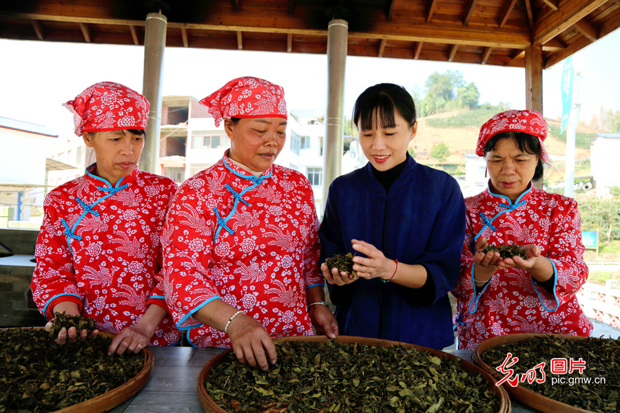 【我从基层来】全国人大代表石濡菲：要让一片叶子带富一方百姓