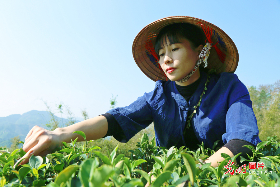 【我从基层来】全国人大代表石濡菲：要让一片叶子带富一方百姓