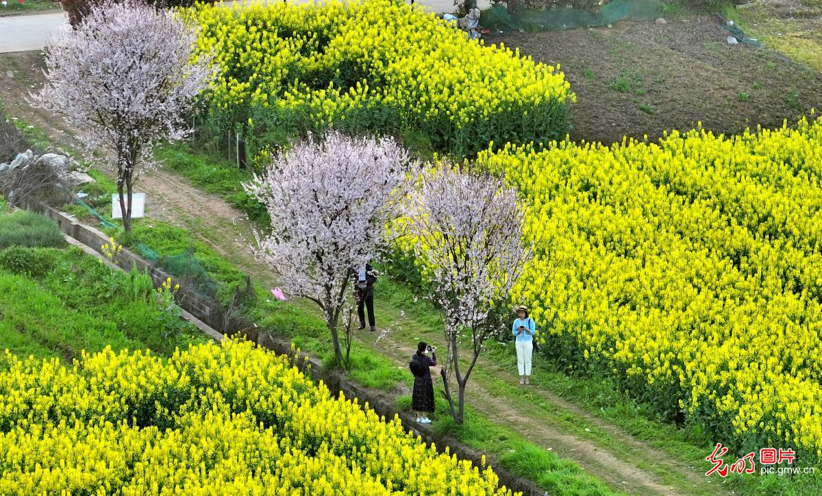 湖南常宁：春暖花开美如画