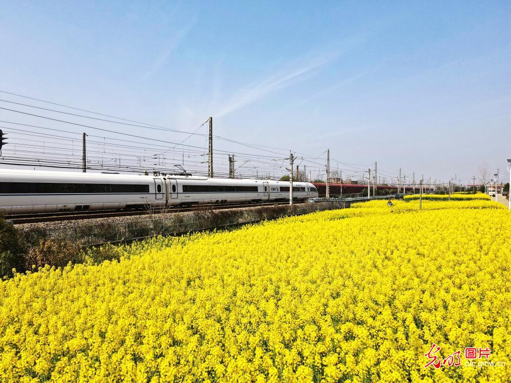 乘“春日列车”赏最美花海