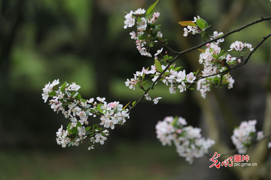 重庆万盛：花开烂漫春意浓