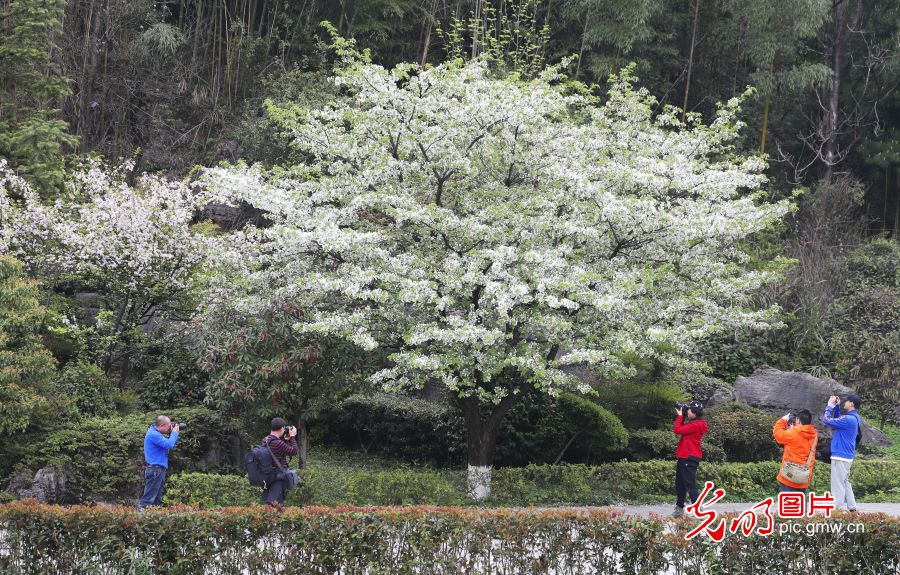 重庆万盛：花开烂漫春意浓