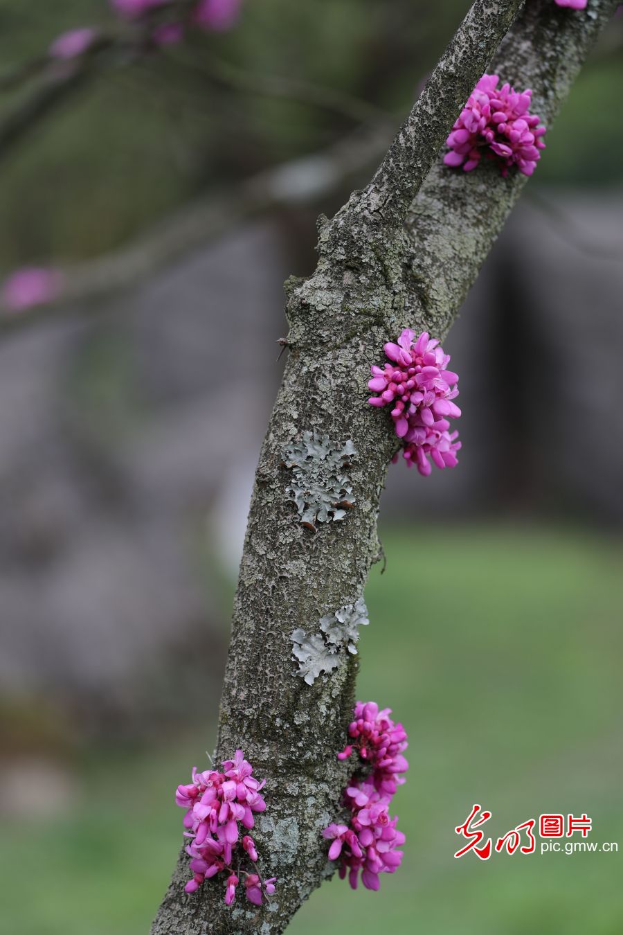 重庆万盛：花开烂漫春意浓