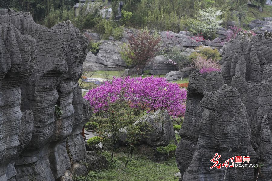 重庆万盛：花开烂漫春意浓