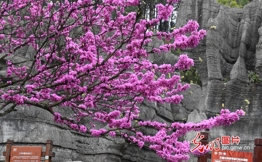 重庆万盛：花开烂漫春意浓