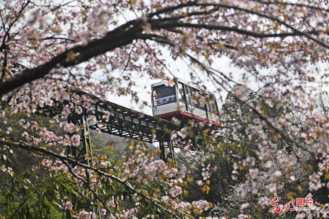 山花烂漫 三瀑齐鸣 庐山三叠泉春色撩人