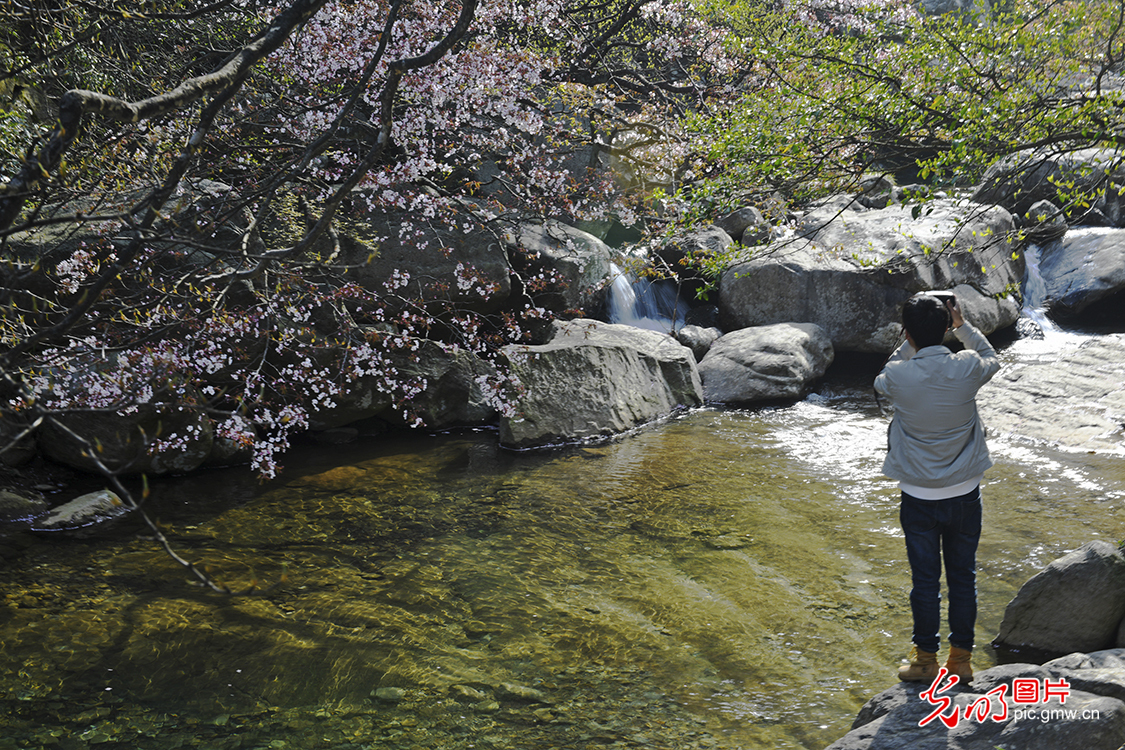 山花烂漫 三瀑齐鸣 庐山三叠泉春色撩人