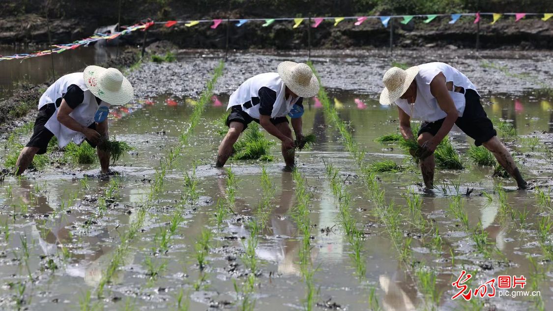 四川兴文：谷雨开秧祈丰收