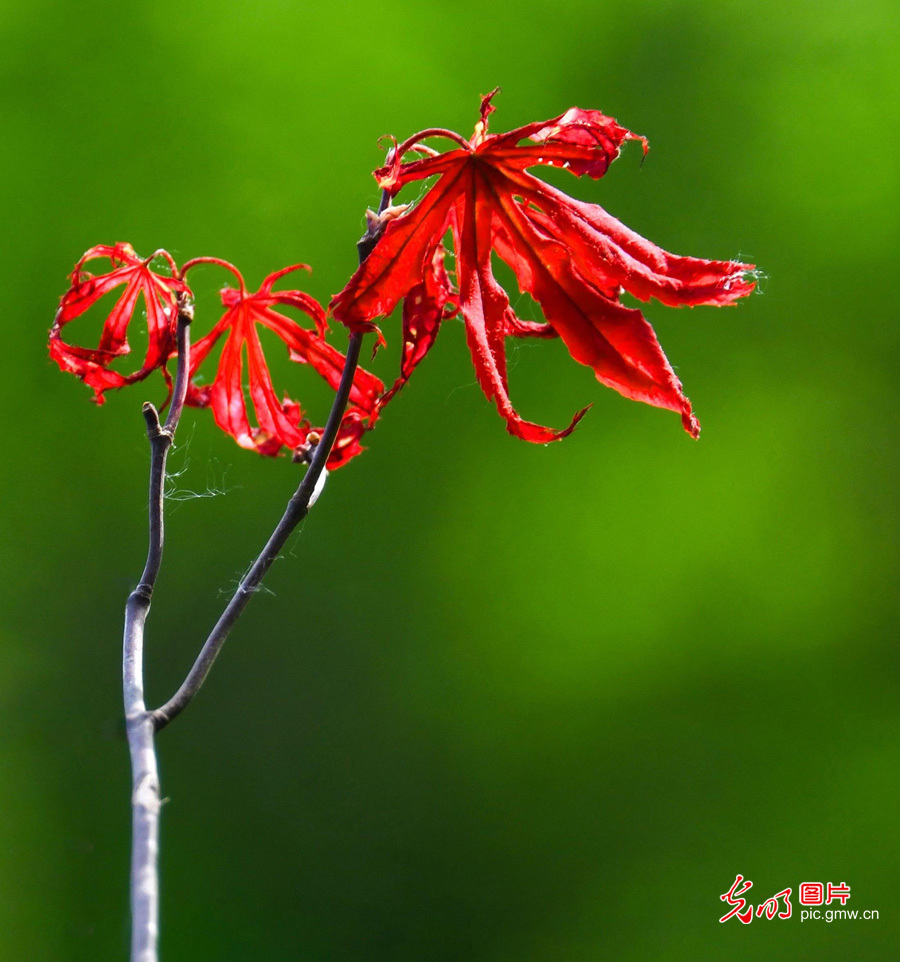 春天到，花儿俏！