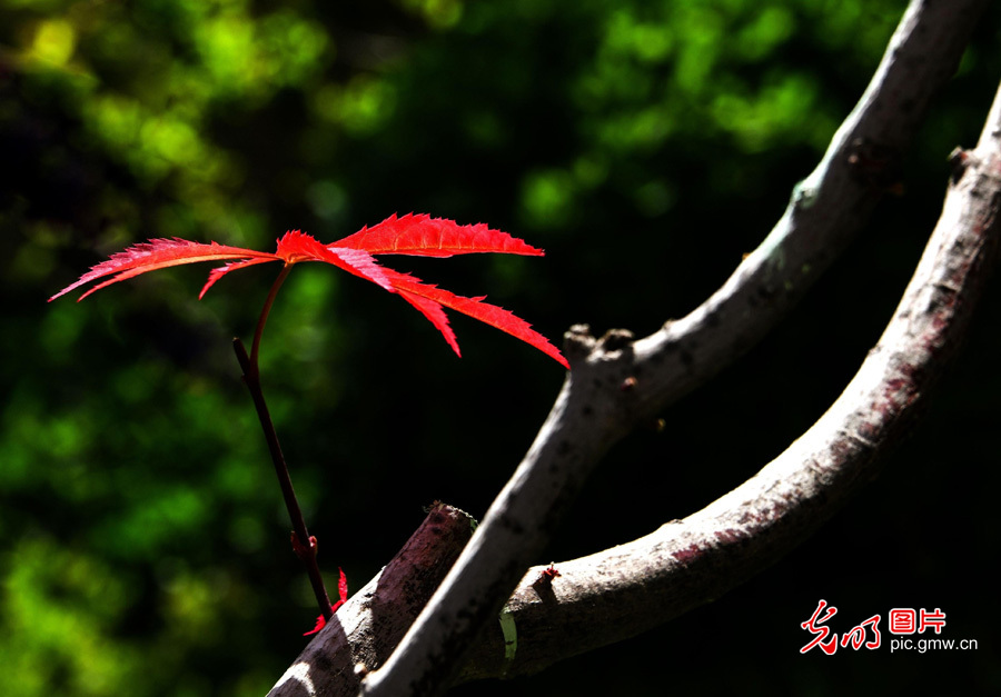 春天到，花儿俏！