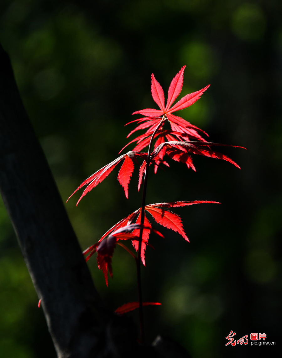 春天到，花儿俏！