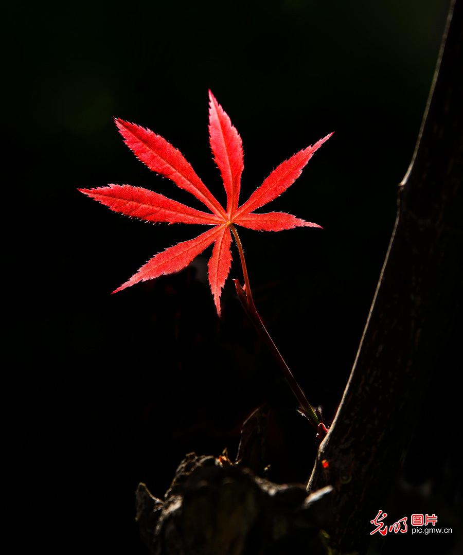 春天到，花儿俏！