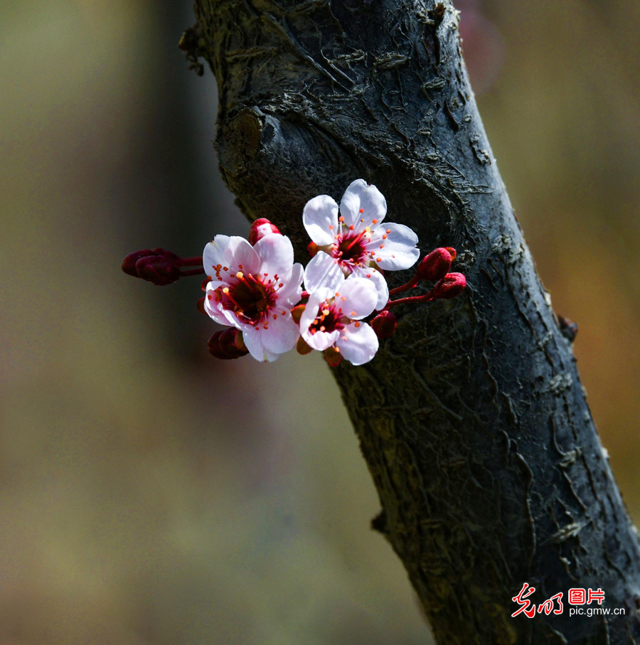 春天到，花儿俏！