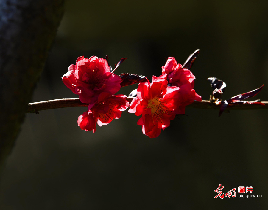 春天到，花儿俏！