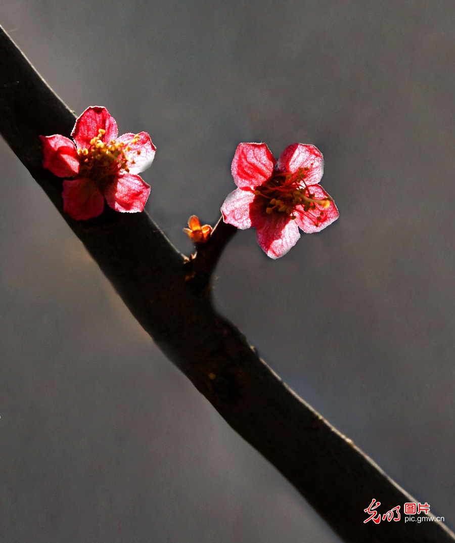 春天到，花儿俏！