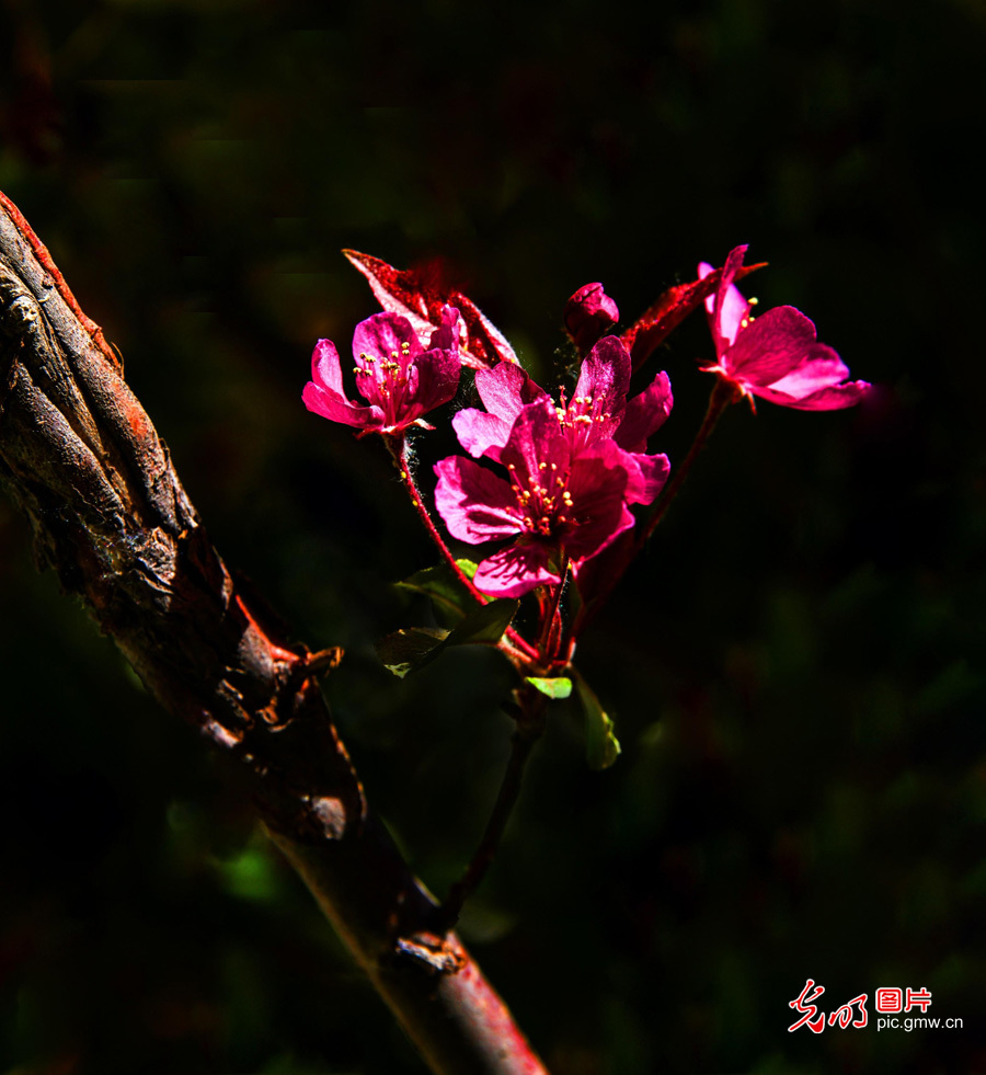 春天到，花儿俏！