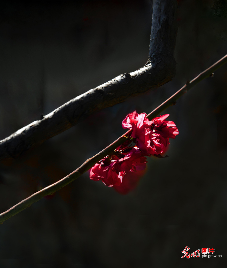 春天到，花儿俏！