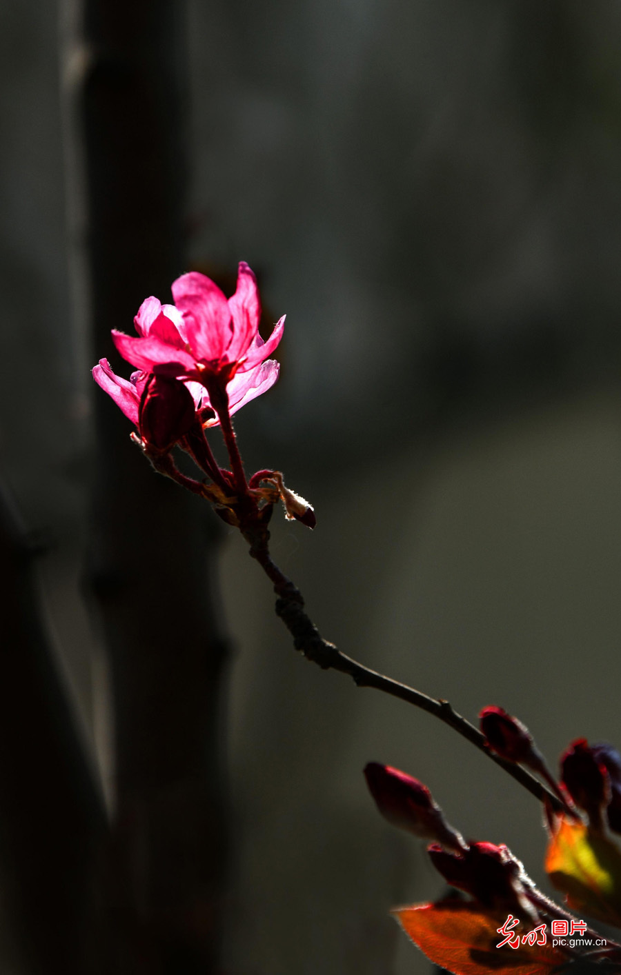 春天到，花儿俏！