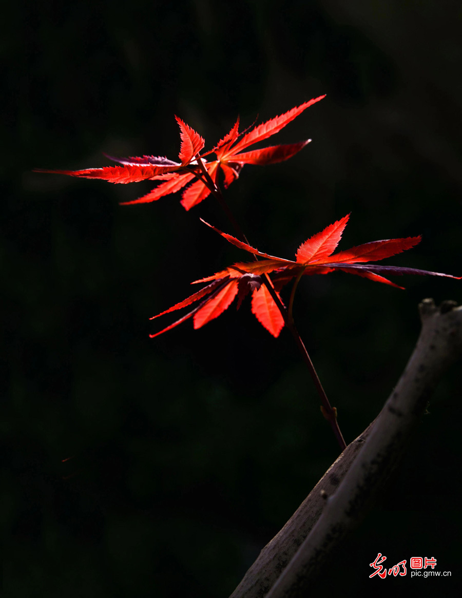 春天到，花儿俏！